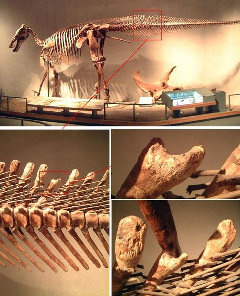 File:Edmontosaurus bite.jpg