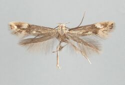 Elachista eleochariella.jpg