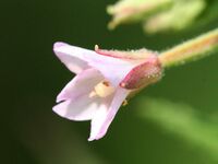 Epilobium coloratum 28025143.jpg