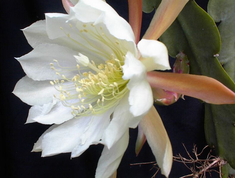 File:Epiphyllumcrenatum13UME.jpg