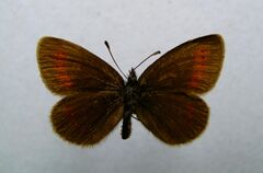 Erebia melampus.jpg