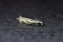 Erechthias terminella 54220869.jpg