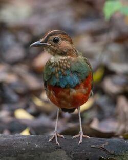 Erythropitta erythrogaster.jpg