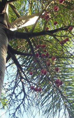 FoxtailPalm seeds.jpg