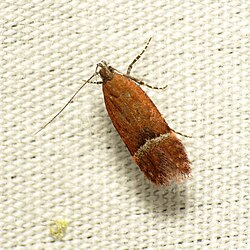 Colour image of a copper coloured Gelechiid Moth (Eudactylota) on a white background
