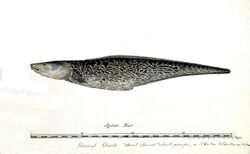 Genypterus capensis03.jpg