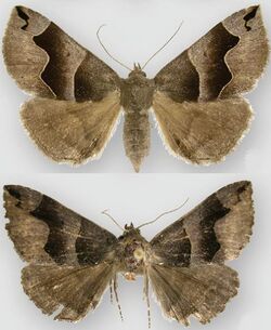 Gondysia telma female (top) male (bottom).jpg