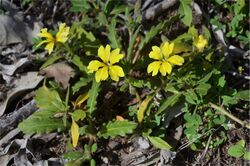 Goodenia cycloptera flowers.jpg