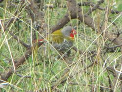 Green-winged Pytilia, Serengeti.jpg