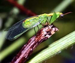 Green mantidfly - Zeugomantispa minuta
