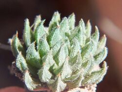 Haworthia pubescens - MBB Sandberg - Copy.jpg