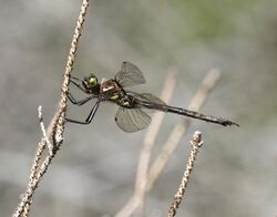 Hine's Emerald Dragonfly (41092633930).jpg