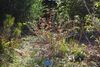 Hypericum maclarenii - Quarryhill Botanical Garden - DSC03281.JPG