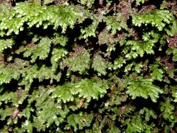 Hypopterygium moss, Ferndale Park, Sydney, Australia.jpg