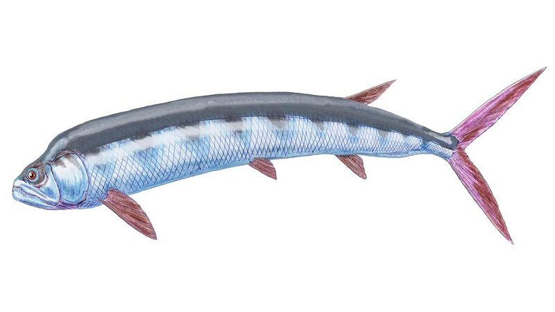 File:Ichthyodectes ctenodon 2.jpg