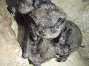 Four bats huddle together. Each is hanging from a cave wall