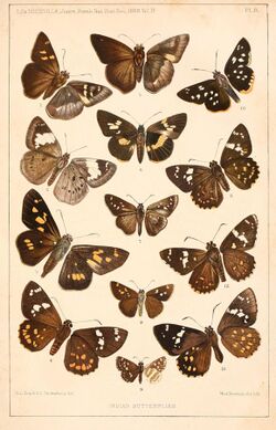 Journal of the Bombay Natural History Society Vol 4 Plate B.jpg