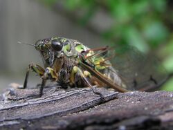 Large cicada 01.jpg