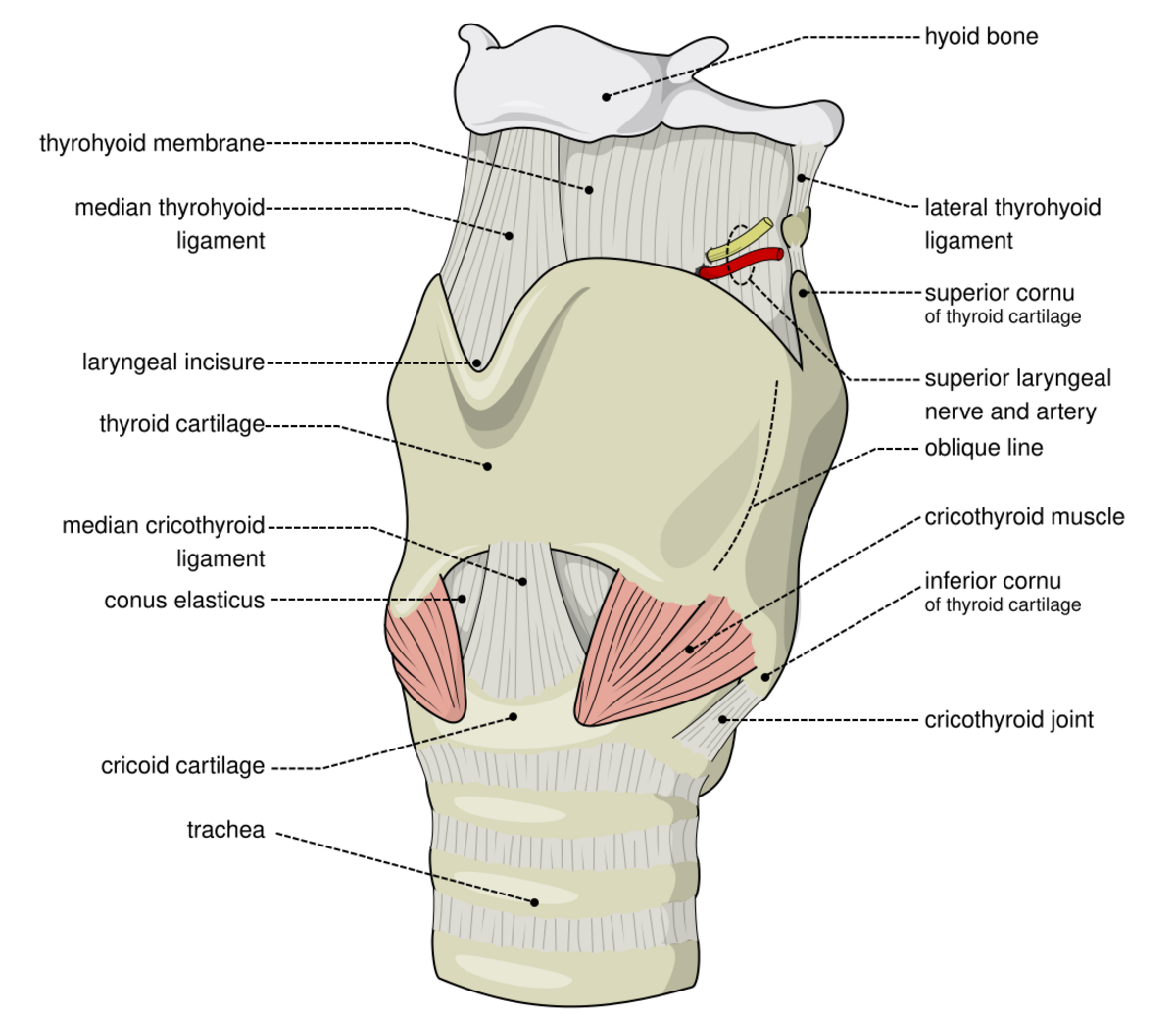 medicine-thyroid-cartilage-handwiki