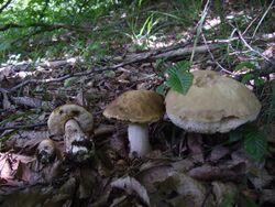 Leccinum pseudoscabrum1.JPG