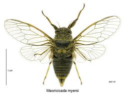 Maoricicada myersi male.jpg