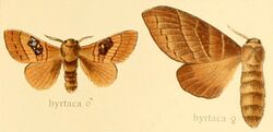 Metanastria hyrtaca Seitz 1909.jpg