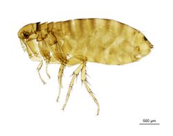 NHMUK010177272 A housemartin flea - Ceratophyllus Ceratophyllus farreni farreni Rothschild, 1905.jpg
