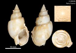 Nassarius kooli (MNHN-IM-2000-23029).jpeg