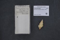 Naturalis Biodiversity Center - RMNH.MOL.209628 - Benimakia fastigium (Reeve, 1847) - Fasciolariidae - Mollusc shell.jpeg