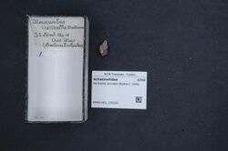 Naturalis Biodiversity Center - RMNH.MOL.239323 - Perdicella carinella (Baldwin, 1906) - Achatinellidae - Mollusc shell.jpeg