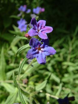 Nawrot czerwonoblekitny Lithospermum purpurocaeruceum.jpg