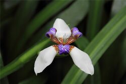 Neomarica gracilis - flower view 01.jpg