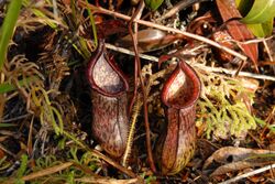 Nepenthes ceciliae lower pitchers.jpg