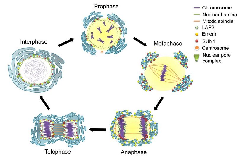 File:Nuclear envelope breakdown and reassembly in mitosis.jpg