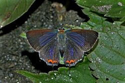 Open wing busking of Heliophorus indicus Fruhstorfer, 1908 – Dark Sapphire or Indian Sapphire (Male) WLB DSC 0583.jpg