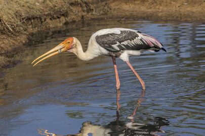 Painted stork (Mycteria leucocephala) catching fish 3 of 3.jpg