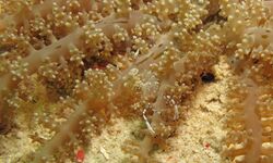 Partner Shrimp (Ancylomenes venustus) (6087837593).jpg