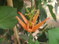 Passiflora aurantia1.jpg