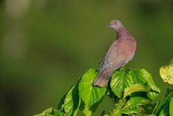 Patagioenas cayennensis, Pale-vented Pigeon.jpg