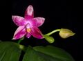 Phalaenopsis × gersenii Orchi 2365.jpg