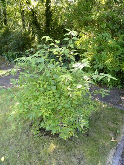 Philadelphus pekinensis - Botanischer Garten, Frankfurt am Main - DSC02511.JPG