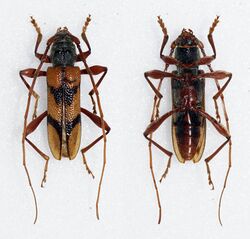 Phymatioderus bizonatus (25845912341).jpg