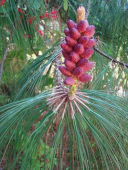 Pinus pseudostrobus, male cones (11332867843).jpg