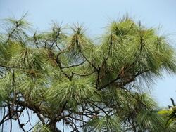 Pinus vallartensis-1.jpg