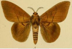 Pl.1-08-Lasiocampa heres=Lechriolepis heres (Schaus, 1893).JPG