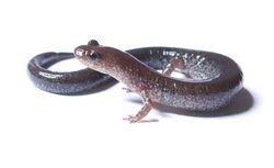 Plethodon cinereus.jpg