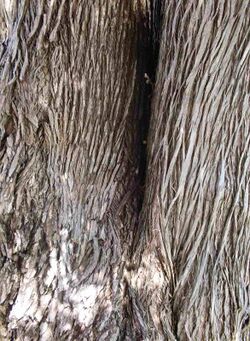 Podocarpus elatus bark2.JPG