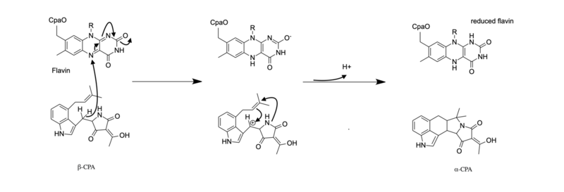 File:Possible cyclization mechanism.png