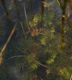 Potamogeton berchtoldii garden pond.jpg