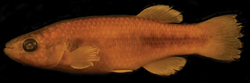 Profundulus kreiseri, USM 39022, holotype.png